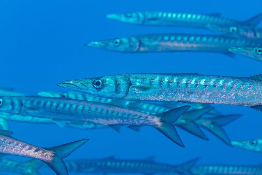 File:Bicudas (Sphyraena viridensis), Cabo de Palos, España, 2022-07-17, DD 31.jpg