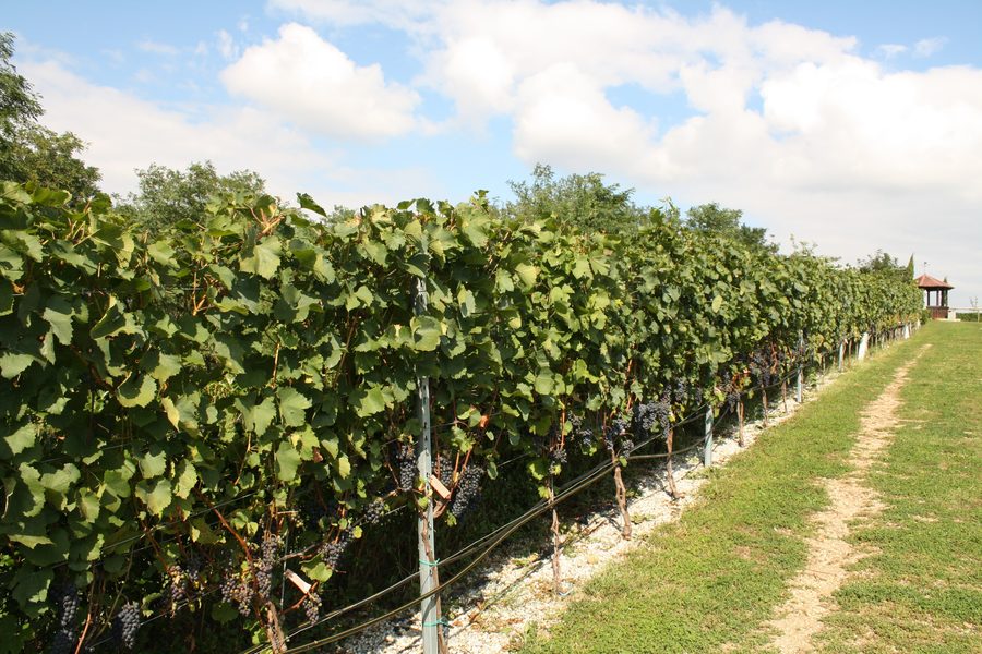 Andreasberg with show vineyard in Andau in Burgenland