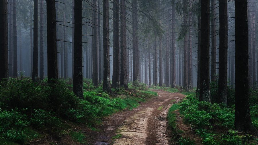 Foggy forest in the Sauerland-Rothaargebirge Nature Park