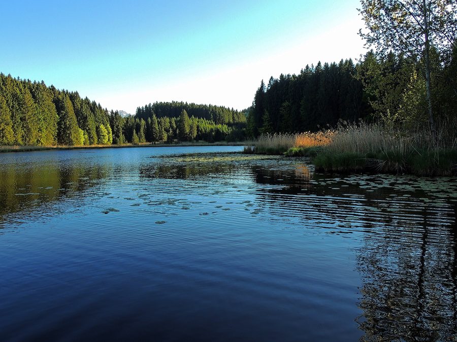 Faulensee near Rieden am Forggensee in the forest