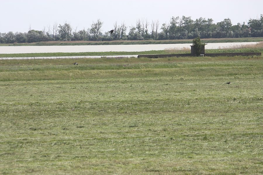 Landscape at the Lange Lacke near Apetlon