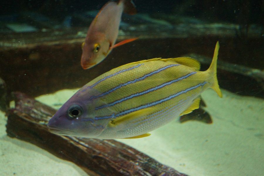 Great Lakes Aquarium in Duluth