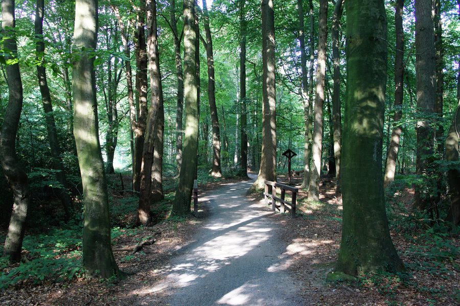 Path through the Stamers Hop nature reserve