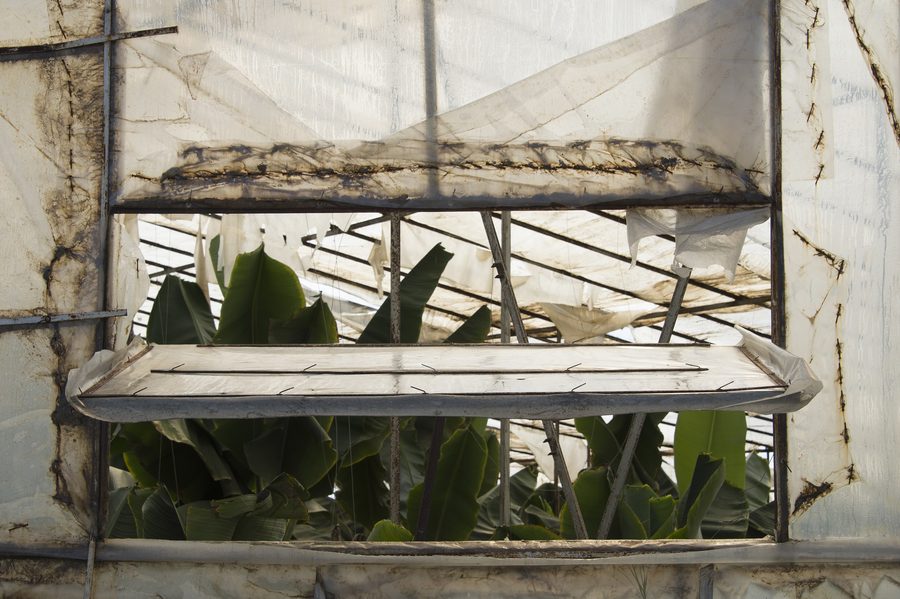 Banana cultivation in greenhouses in the surroundings of Anamur