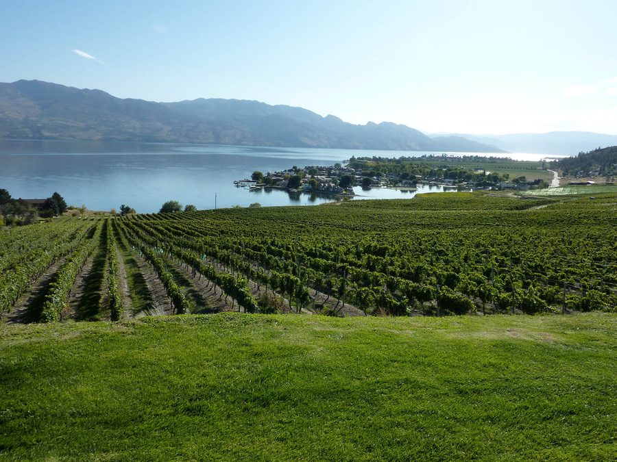 Vineyard above Okanagan Lake near Kelowna