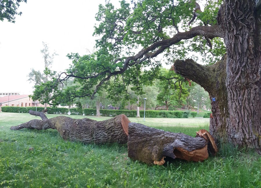 File:Eksjö Oak branch.jpg