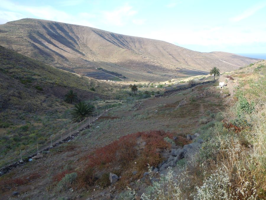 View of the landscape of Valle de Temisa near HarĂa on Lanzarote
