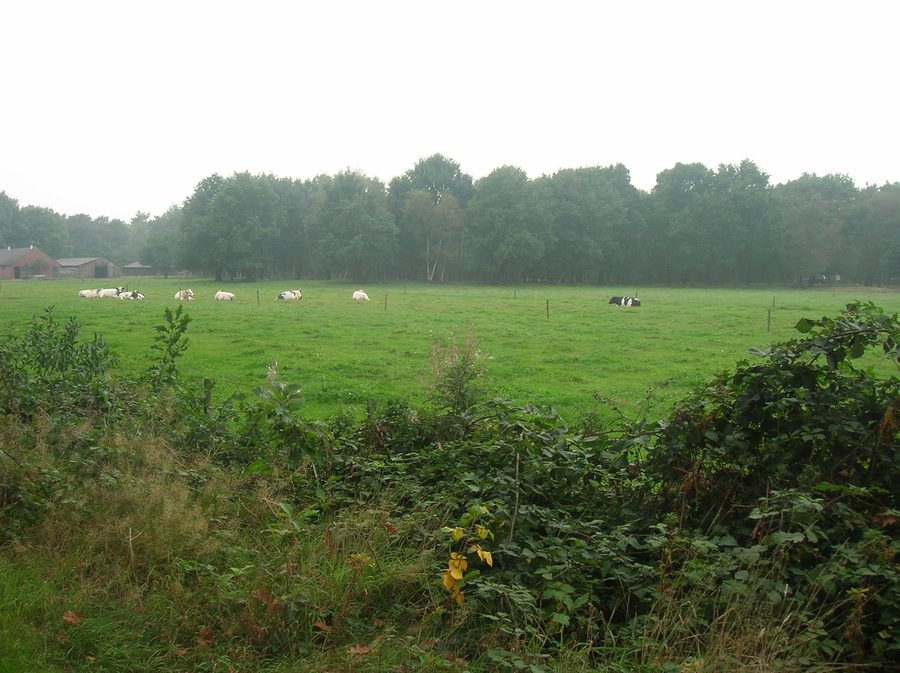 Rand van het Sint Anthonisbos bij Sint Anthonis