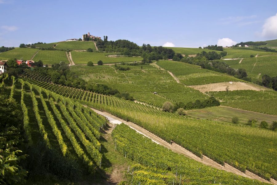 Hilly Langhe landscape with vineyards in Cuneo province, Piedmont