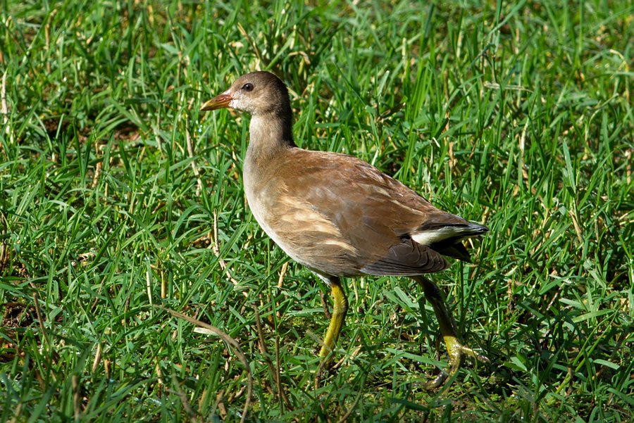 File:Lac de Flourens - Poule d'eau - 2016-08-19.jpg
