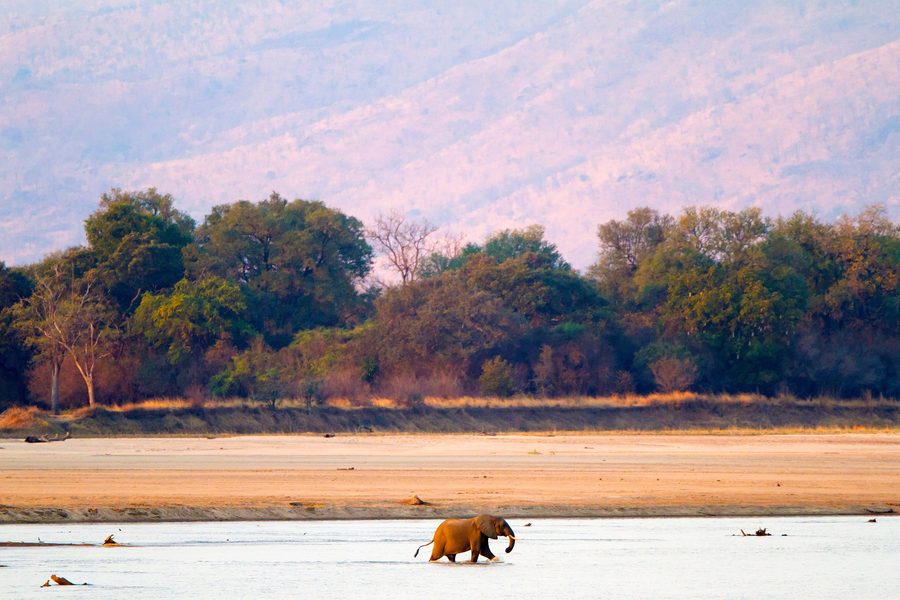 African elephant in South Luangwa National Park