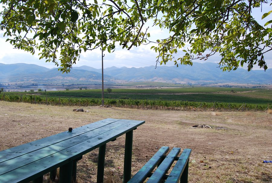 Weinreben nahe dem Dorf Iskra im Raum Parvomay