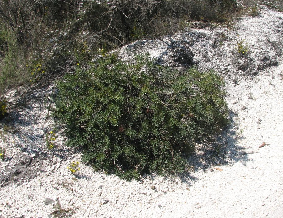 Banksia marginata in the Anglesea Heath in Victoria