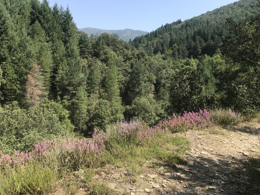 File:Forêt autour de Saint-Melany.jpg
