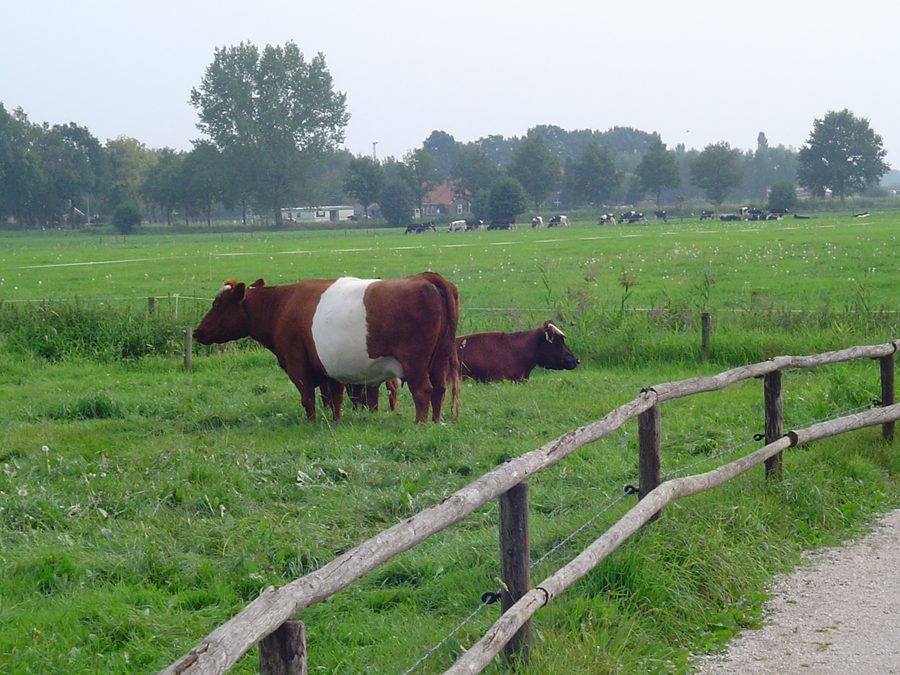 Lakenvelder-Rinder auf einer Wiese bei Gelselaar in Berkelland, Niederlande