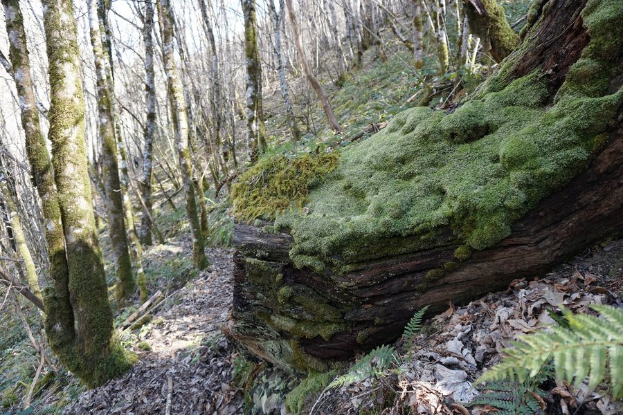 File:DSC01474 Fraga de Carballido, Fonsagrada, Lugo, Galicia.jpg