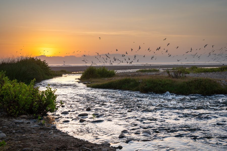 Lluta wetland near Arica