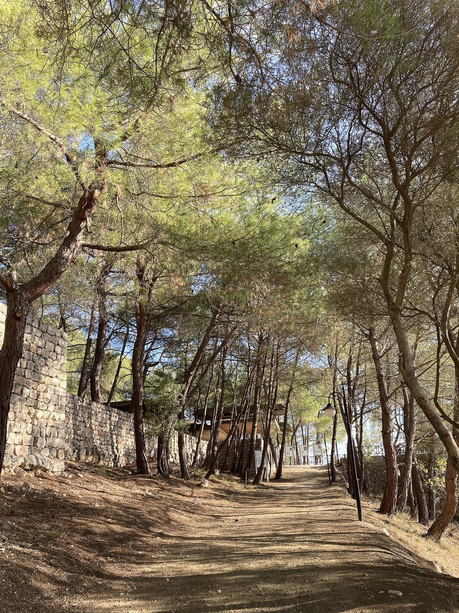 Trees in Karatepe-AslantaÅŸ National Park in Osmaniye Province
