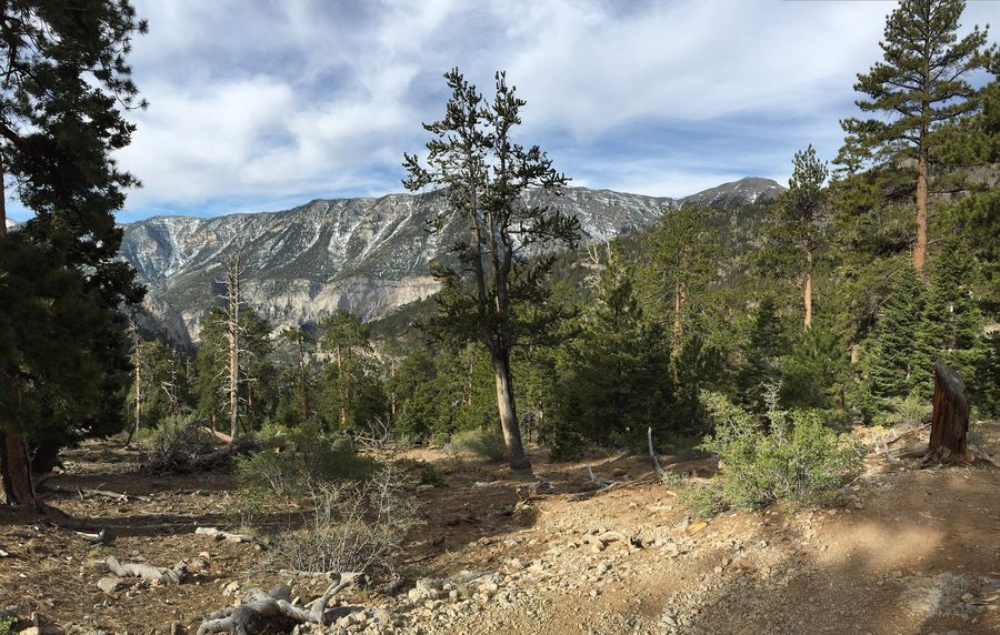 Blick auf den Charleston Peak entlang des Trail Canyon Trail im Mount Charleston Wilderness-Gebiet