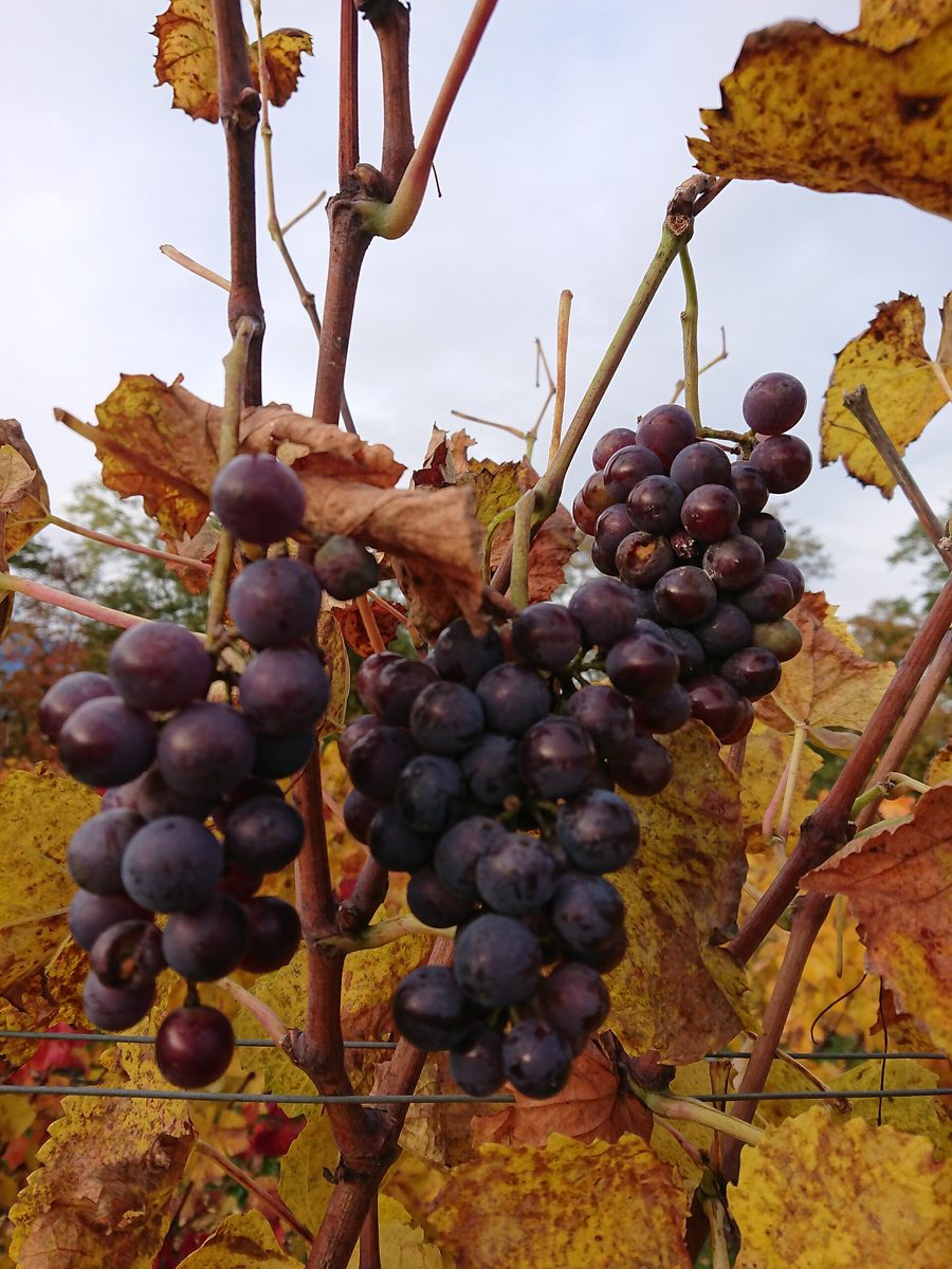 Vineyards near Dardagny in the Geneva countryside