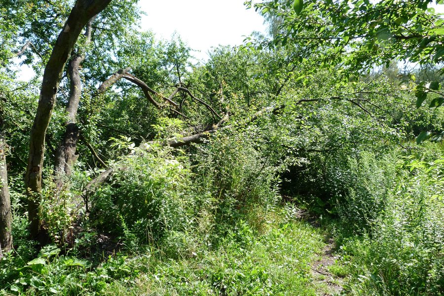 Landschaft im Naturschutzgebiet Torfowisko Rąbień bei Rąbień AB