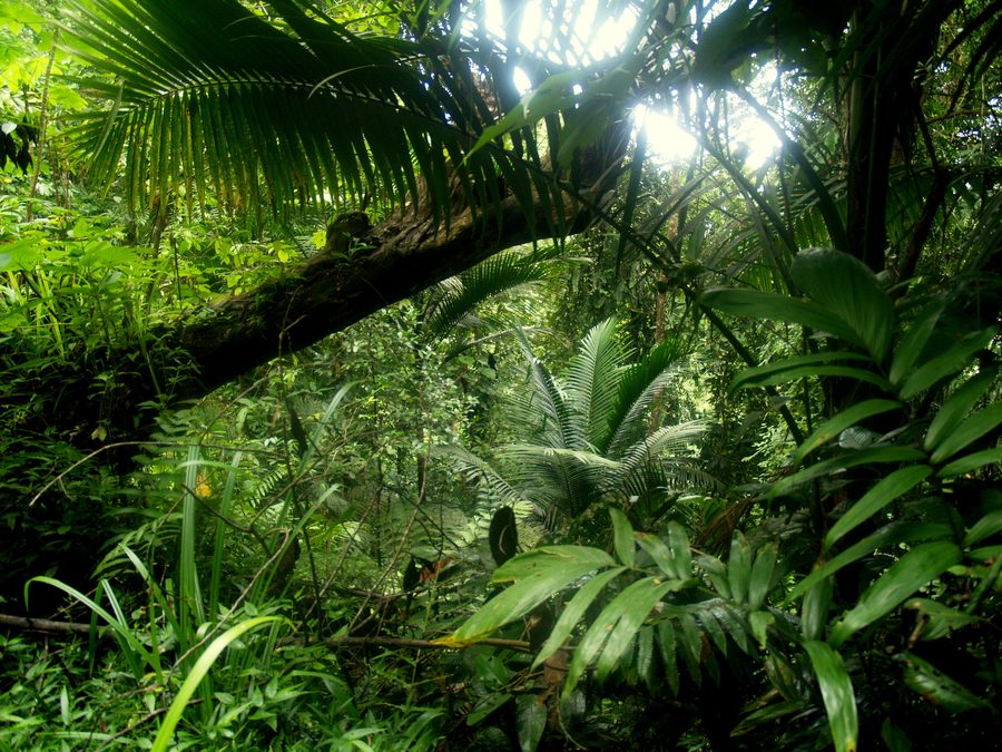 Wooded nature in Trinidad and Tobago