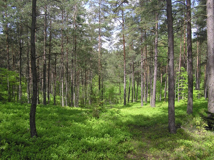 Kaszubski Park Krajobrazowy w Zgorzałem