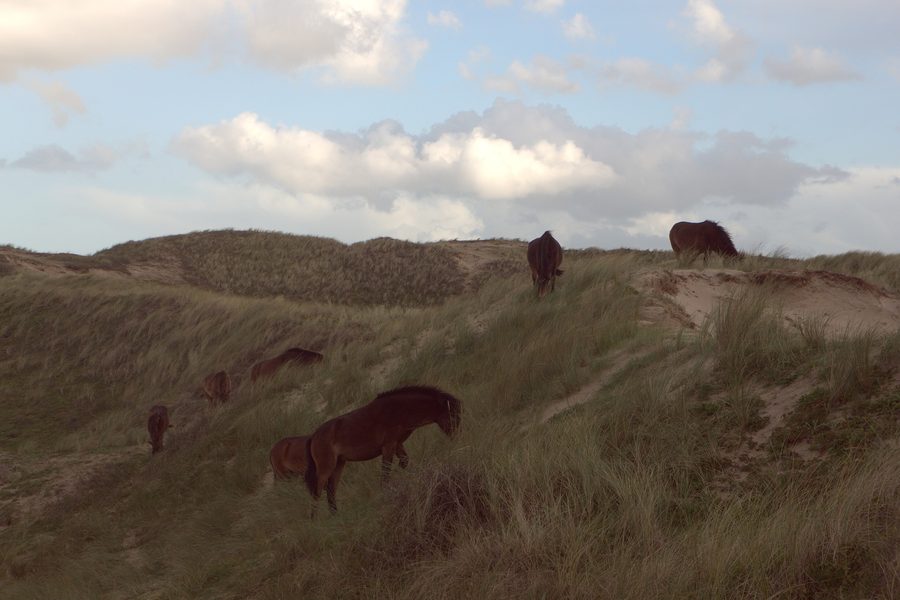 Horses in the North Holland dune reserve near Egmond aan Zee