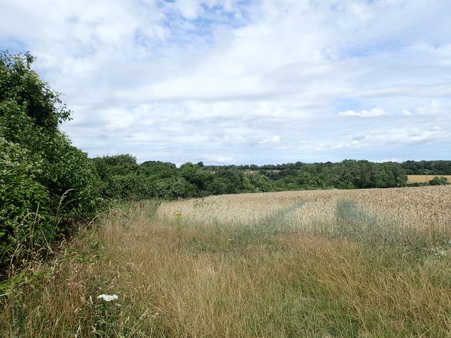 View from the North Downs Way near Shepherd's Well, showing rolling countryside