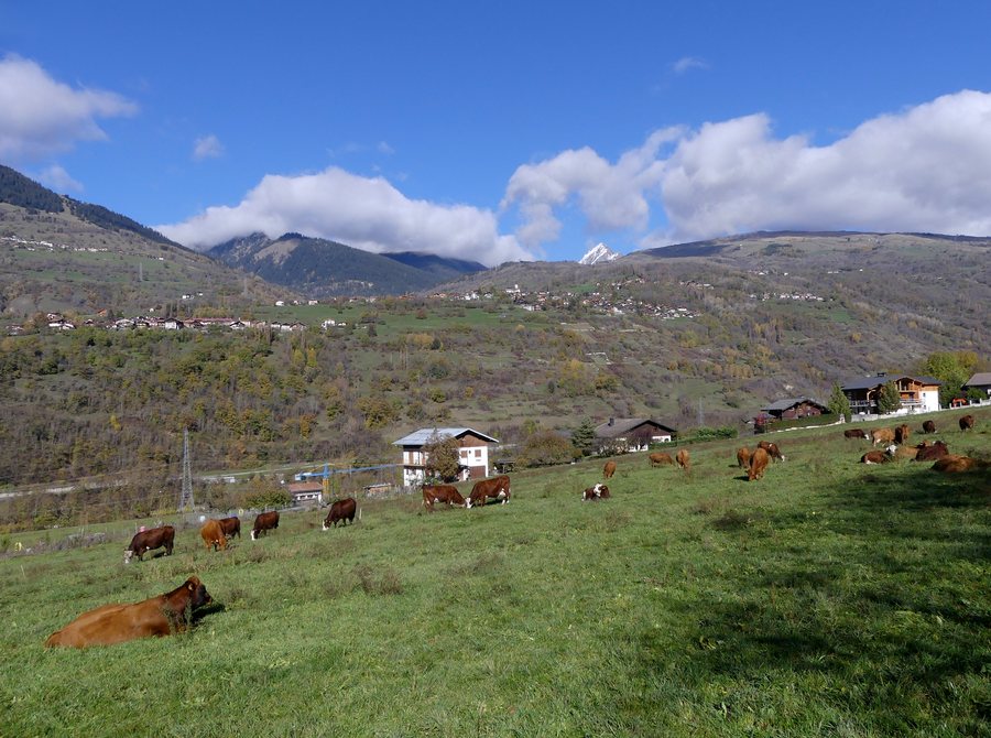 File:Vaches près de Mâcot devant La Côte-d'Aime (automne 2022).JPG