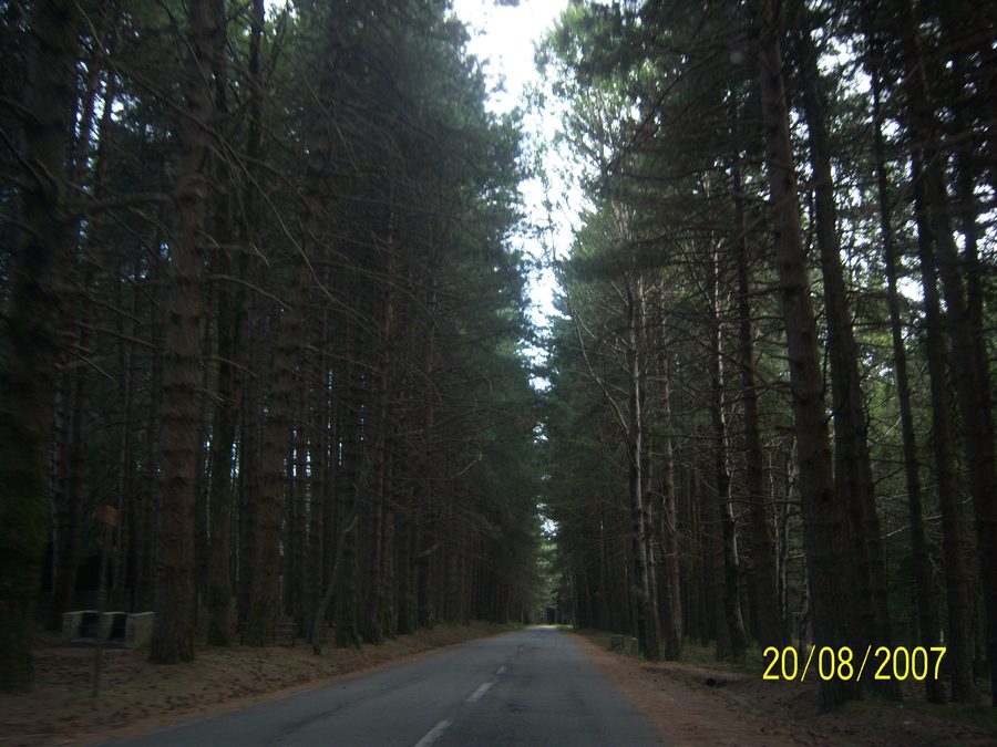 Bewaldete Straße in den kalabrischen Serre