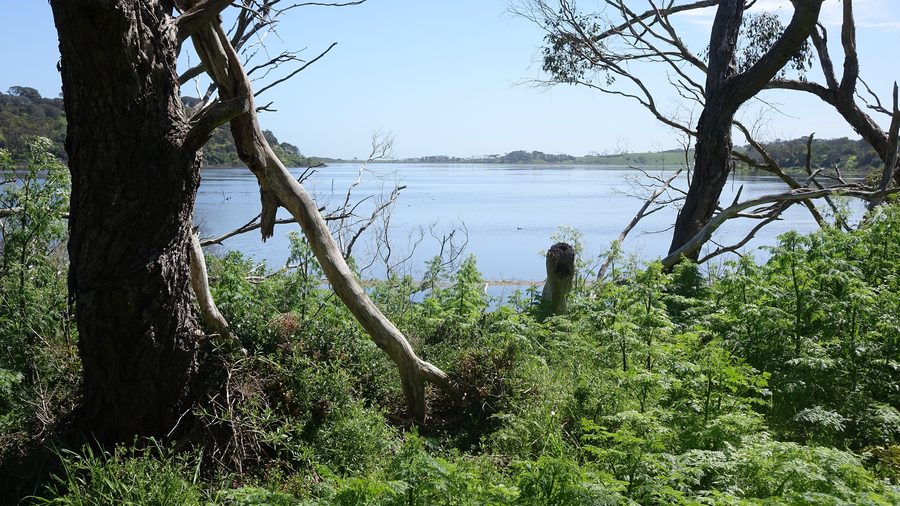 Tower Hill Lake in Tower Hill Wildlife Reserve, Victoria, Australia