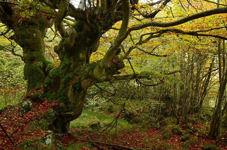File:Sobrescobio, 33993, Asturias, Spain - panoramio.jpg