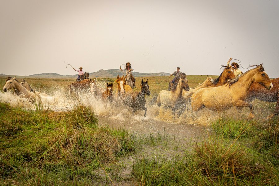 Gaucho horses in the open landscape of Rio Grande do Sul