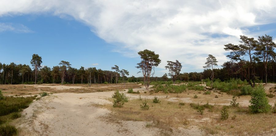 Landschaft in den Holmer Sandbergen im Kreis Pinneberg