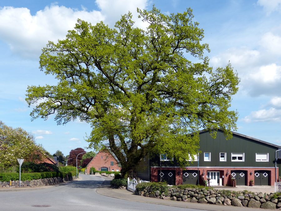 Naturdenkmal, eine Eiche, in Bebensee
