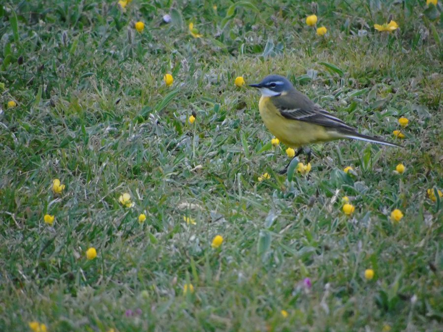 File:Motacilla flava iberiae.001 - Tapia de Casariego.jpg