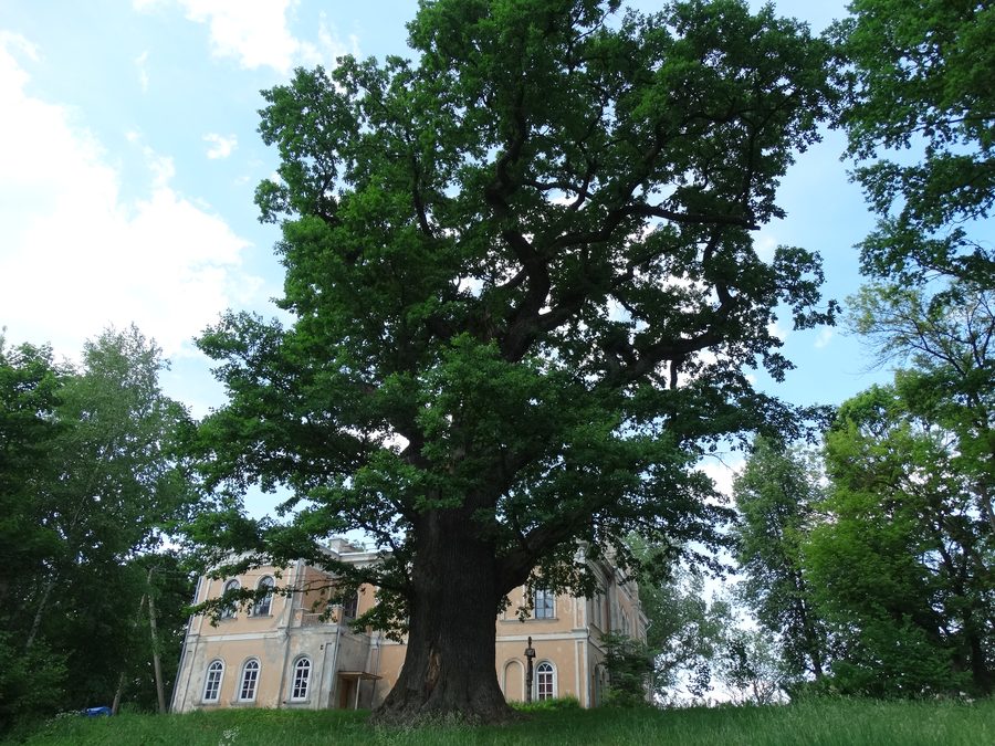 Large old oak tree in Glitiškės in the Vilnius district