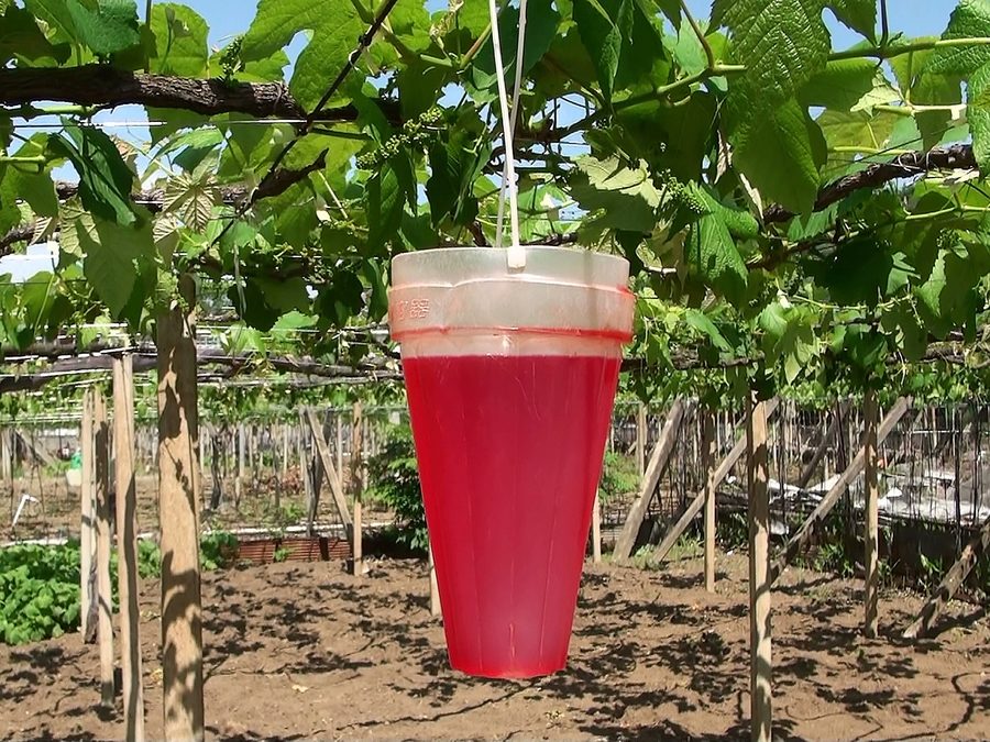 Colored gibberellin solution for seedless grapes in Kofu, Yamanashi