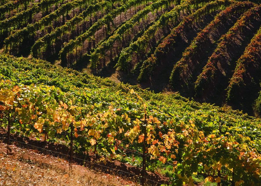 Vineyards in El Dorado County, California