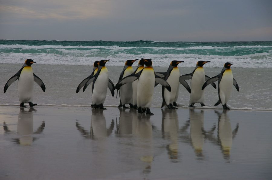 Penguins on the Falkland Islands