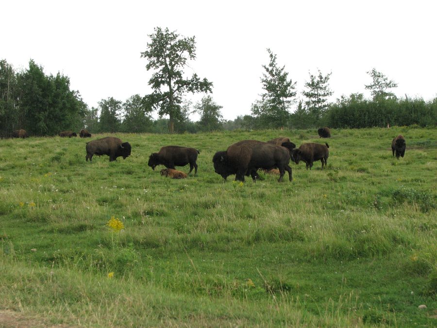 A herd of bison at Elk Island National Park.