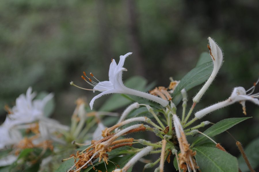 Texas azalea at Winston 8 Ranch Tree Farm in Nacogdoches, Texas