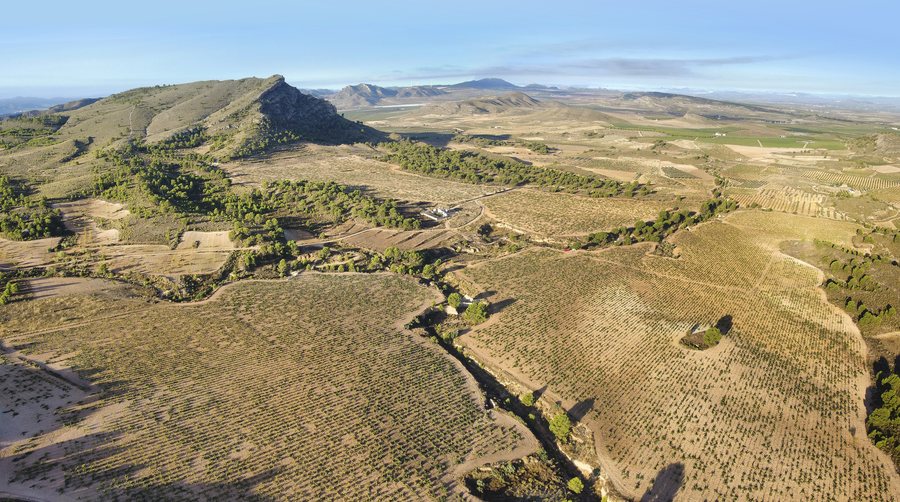 File:Viñedos de Finca CQ (Casa Quemada) en Jumilla, Murcia, España.jpg