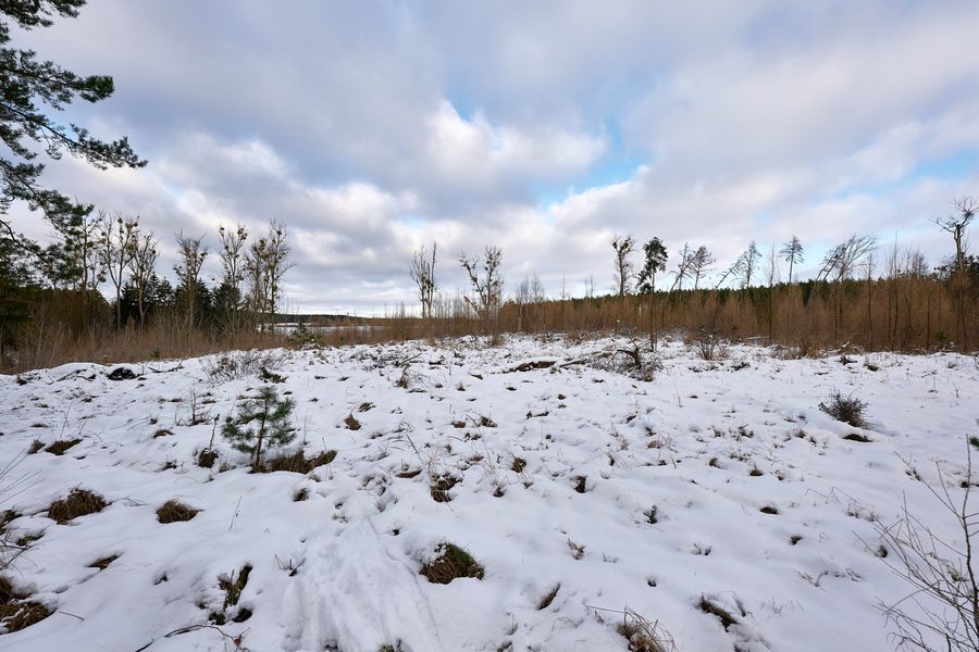 Snow-covered forest at Wolletzsee in the Schorfheide-Chorin Biosphere Reserve