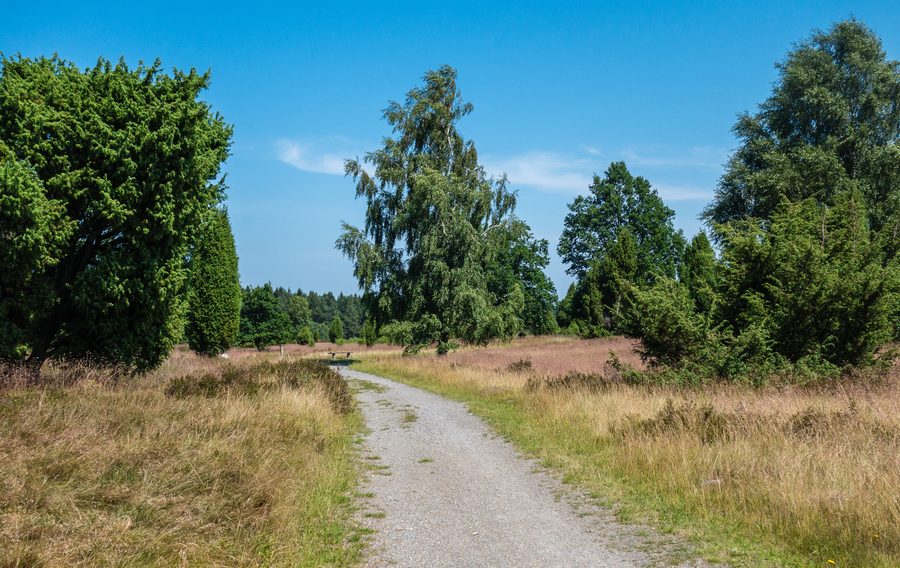 Heath landscape at Wilseder Berg in the Lüneburg Heath