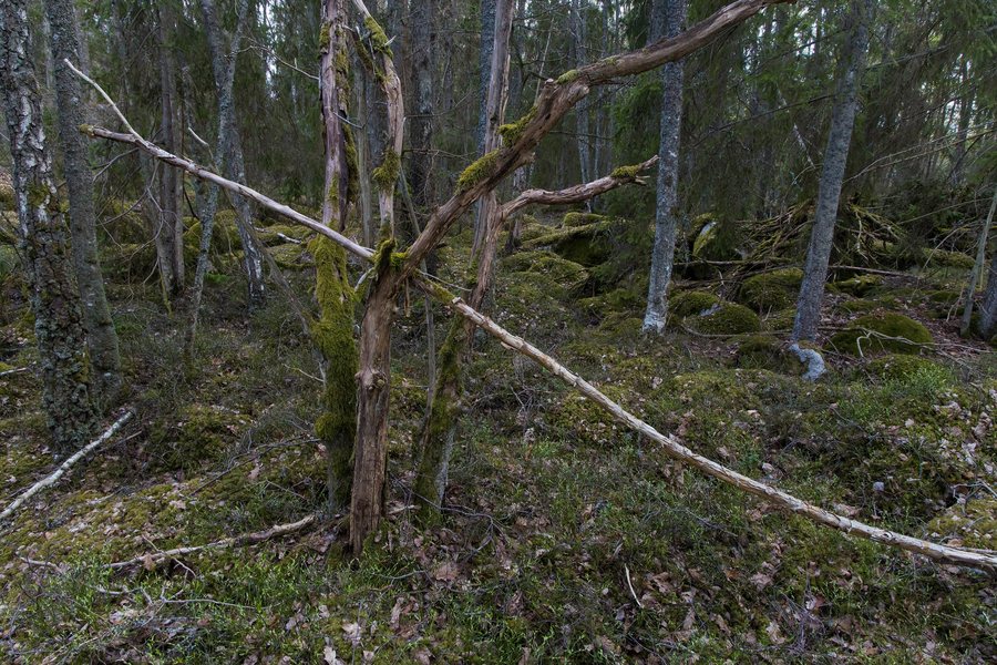 File:Alvesta kommun - Hunnaskogen - 2026-05-16 22-03-13 001.jpg