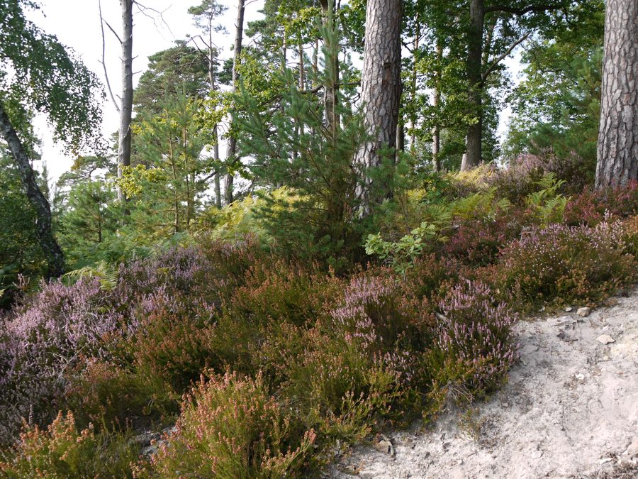 Forest area of the Forêt de Rambouillet in Île-de-France