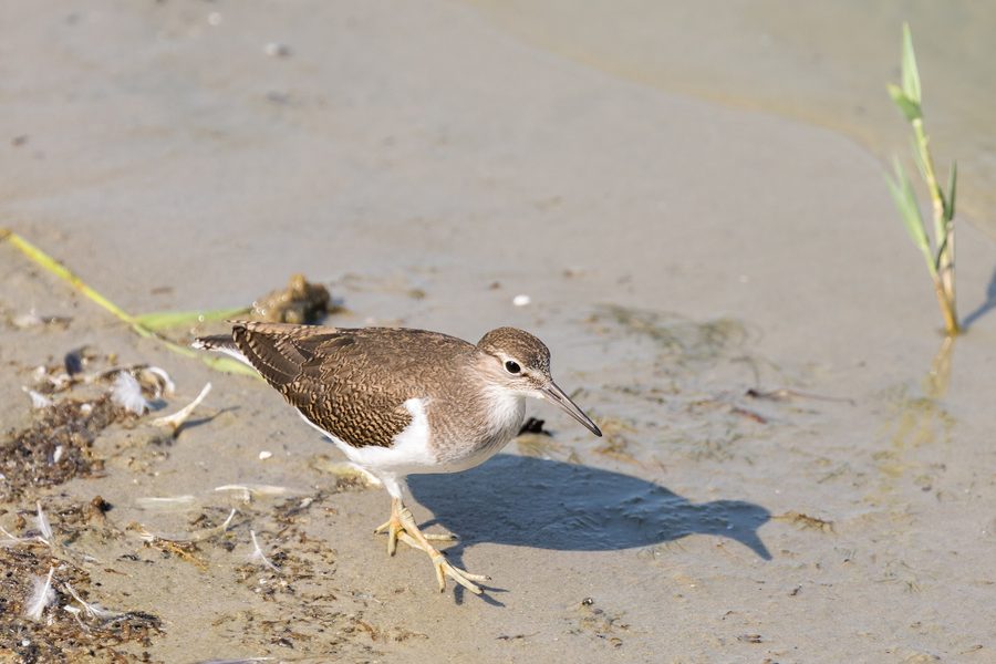 Common sandpiper in the Rickelsbüller Koog nature reserve in Schleswig-Holstein