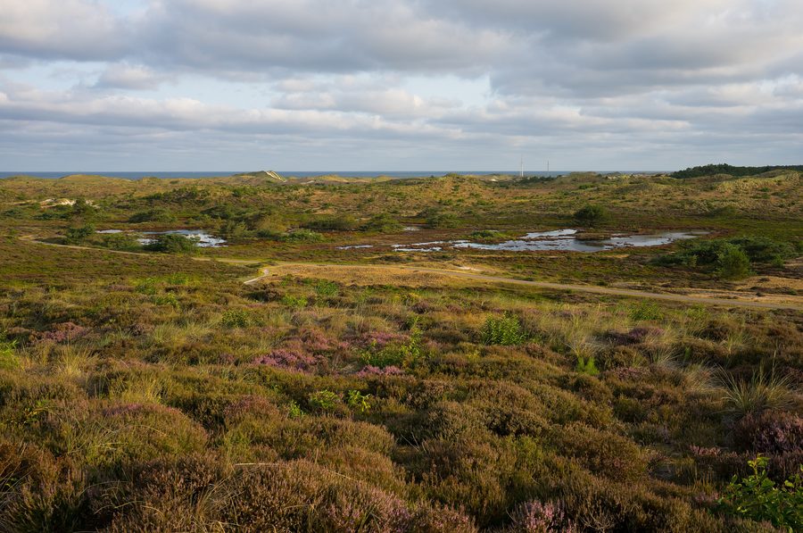 Dune area near Schoorl in North Holland